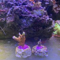 Coralli acquario marino