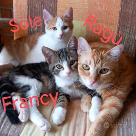 4 gatti dolce, hanno bisogna di te-