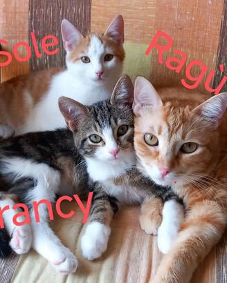 4 gatti dolce, hanno bisogna di te-