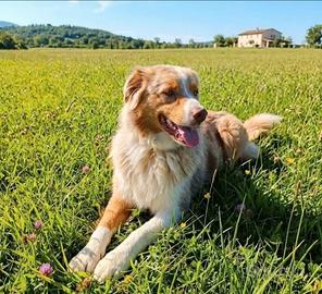 Pastore australiano Red merle