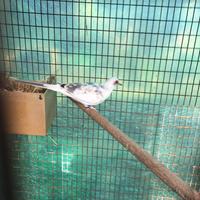 Tortore diamantine pezzate