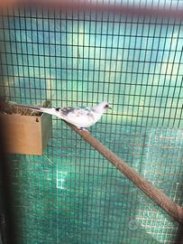 Tortore diamantine pezzate