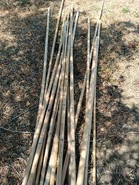 canne bamboo