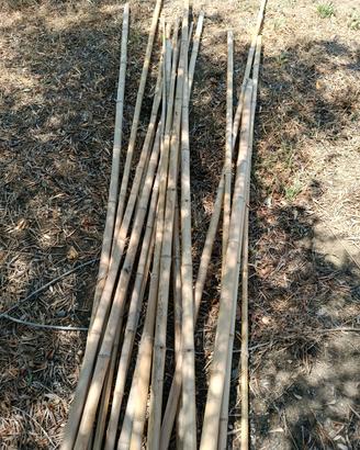 canne bamboo