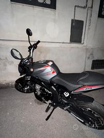 Lem brutus 2026