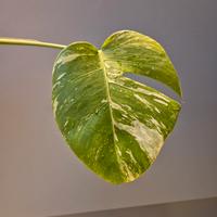 Monstera Deliciosa Variegata 