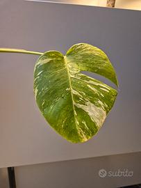 Monstera Deliciosa Variegata 