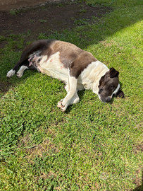 Regalasi Simil Amstaff