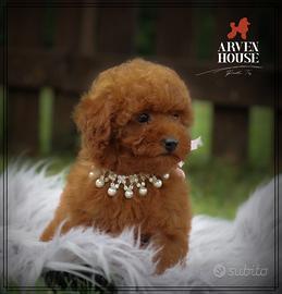 Favolosi barboncini tot toys