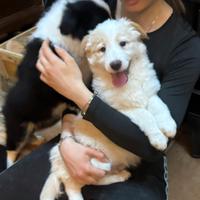 Cucciolo border collie ee-red