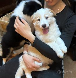 Cucciolo border collie ee-red