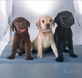 Labrador Retriever