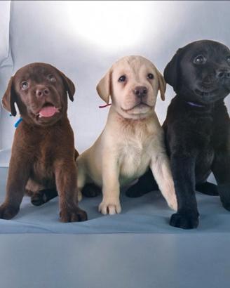 Labrador Retriever