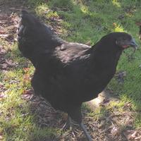 Galli e galline australorp