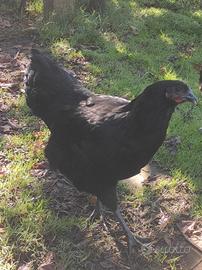 Galli e galline australorp