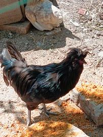 Gallo nero ciuffato