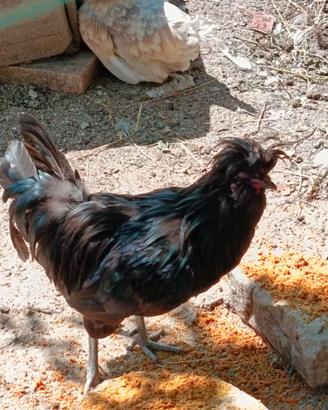 Gallo nero ciuffato