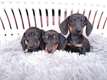 Bassotti kaninchen/nano piccoli