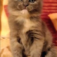 Cucciola di Maine Coon