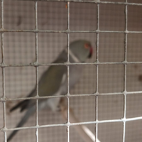 Pappagalli allevati a mano