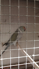 Pappagalli allevati a mano