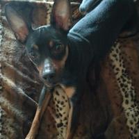 Pincher × accoppiamento