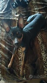 Pincher × accoppiamento