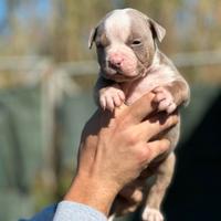 American pitbull terrier