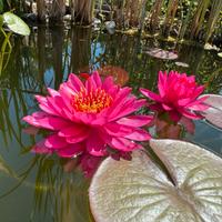 Piante laghetto , medaka