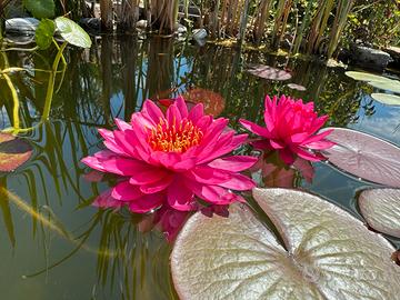 Piante laghetto , medaka