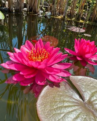 Piante laghetto , medaka