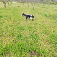 Setter inglese