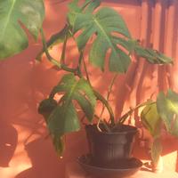 pianta Monstera Deliciosa