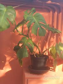 pianta Monstera Deliciosa
