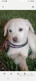 Labrador