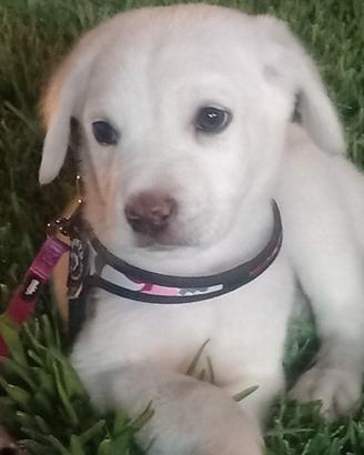 Labrador