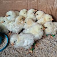 Pulcini di razza gallina livornese i pulcini 15 g