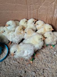 Pulcini di razza gallina livornese i pulcini 15 g