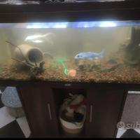 Acquario juwel