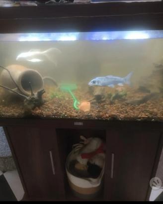 Acquario juwel