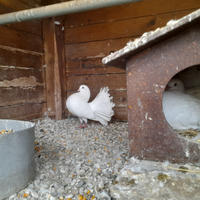 Coppie colombi pavoncelli