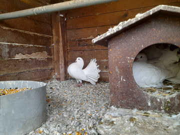 Coppie colombi pavoncelli