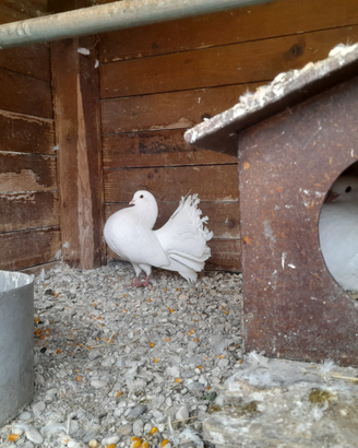 Coppie colombi pavoncelli