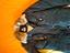 Immagine 4