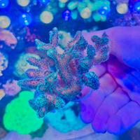 Talea di Seriatopora Caliendrum azzurra (WYSIWYG)