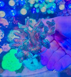 Talea di Seriatopora Caliendrum azzurra (WYSIWYG)