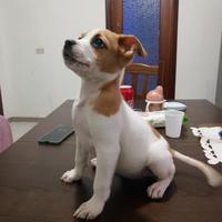 Pitbull Ammstaff