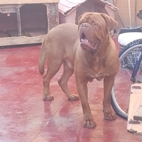 Dogue de bordeaux per monta