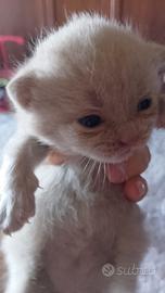 Scottish fold