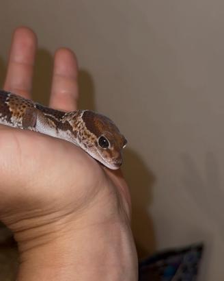 Gechi africani